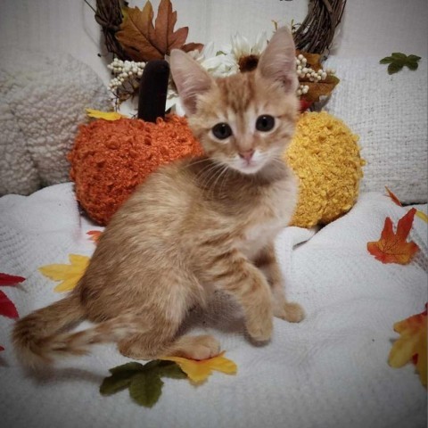 Lincoln, an adoptable Domestic Short Hair in Fredericksburg, TX, 78624 | Photo Image 2