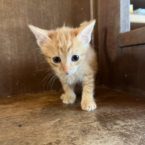 Lincoln, an adoptable Domestic Short Hair in Fredericksburg, TX, 78624 | Photo Image 3