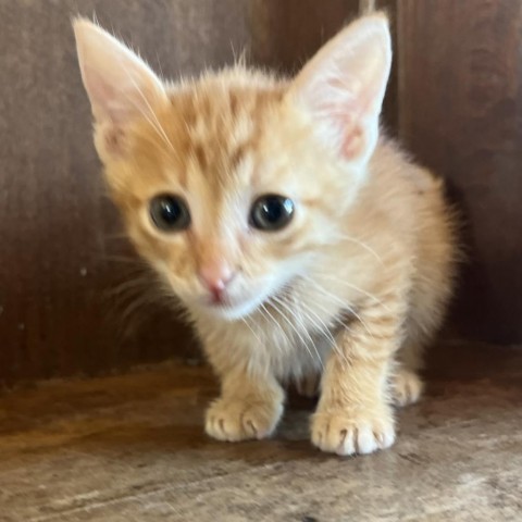 Lincoln, an adoptable Domestic Short Hair in Fredericksburg, TX, 78624 | Photo Image 4