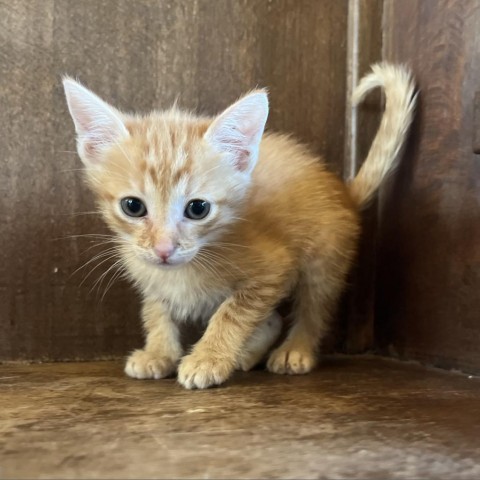 Lincoln, an adoptable Domestic Short Hair in Fredericksburg, TX, 78624 | Photo Image 5