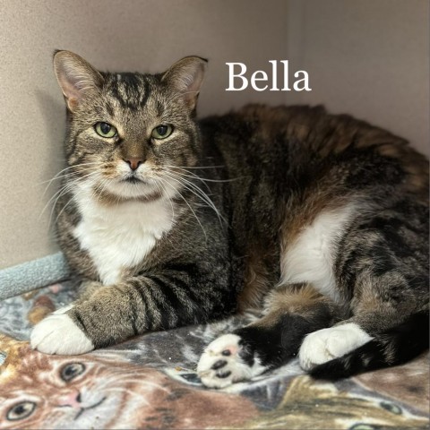 Bella 240587, an adoptable Domestic Short Hair in Escanaba, MI, 49829 | Photo Image 1