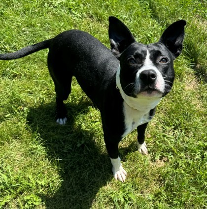 Chaser, an adoptable Pit Bull Terrier, Mixed Breed in Willmar, MN, 56201 | Photo Image 1