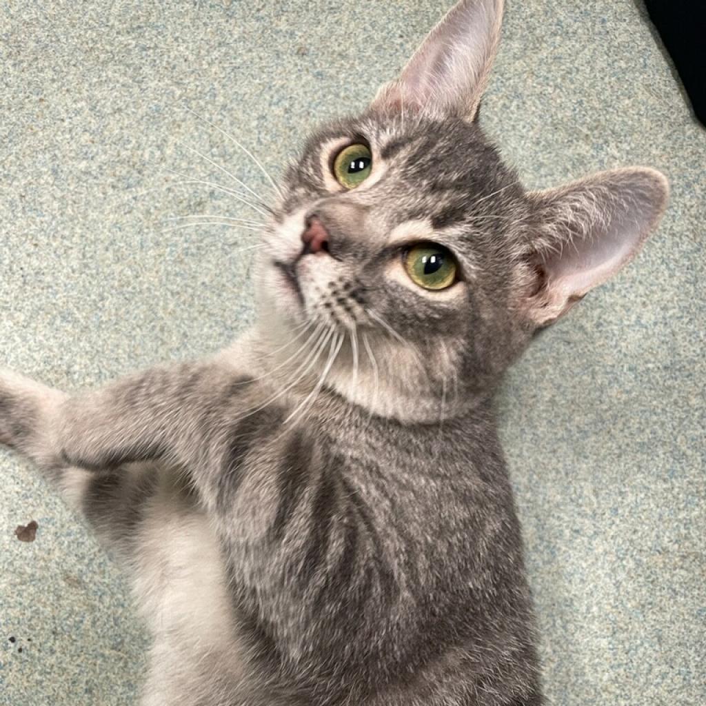 Sterling