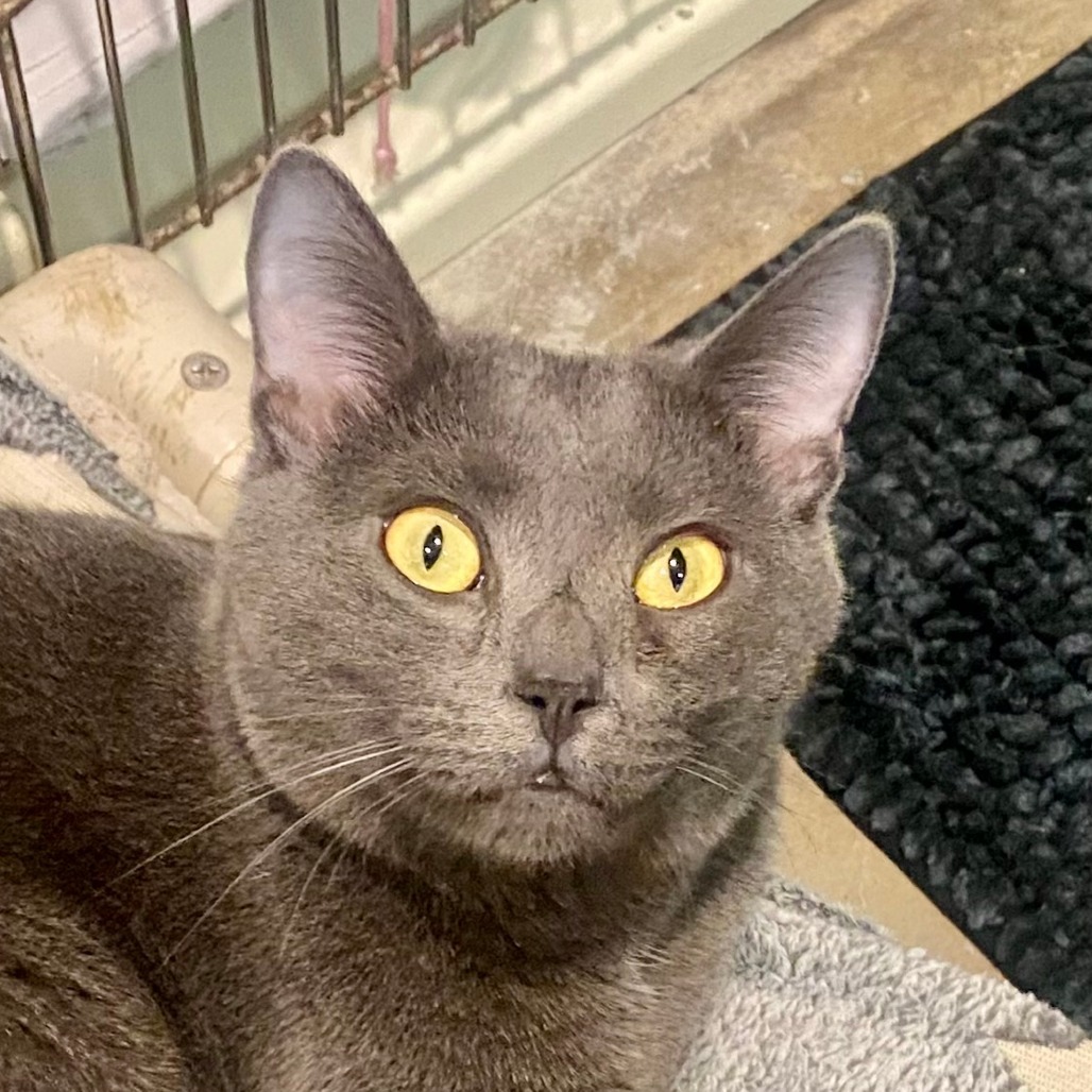 Mercury