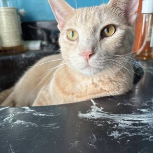 Miquelon, Young Male Domestic Short Hair