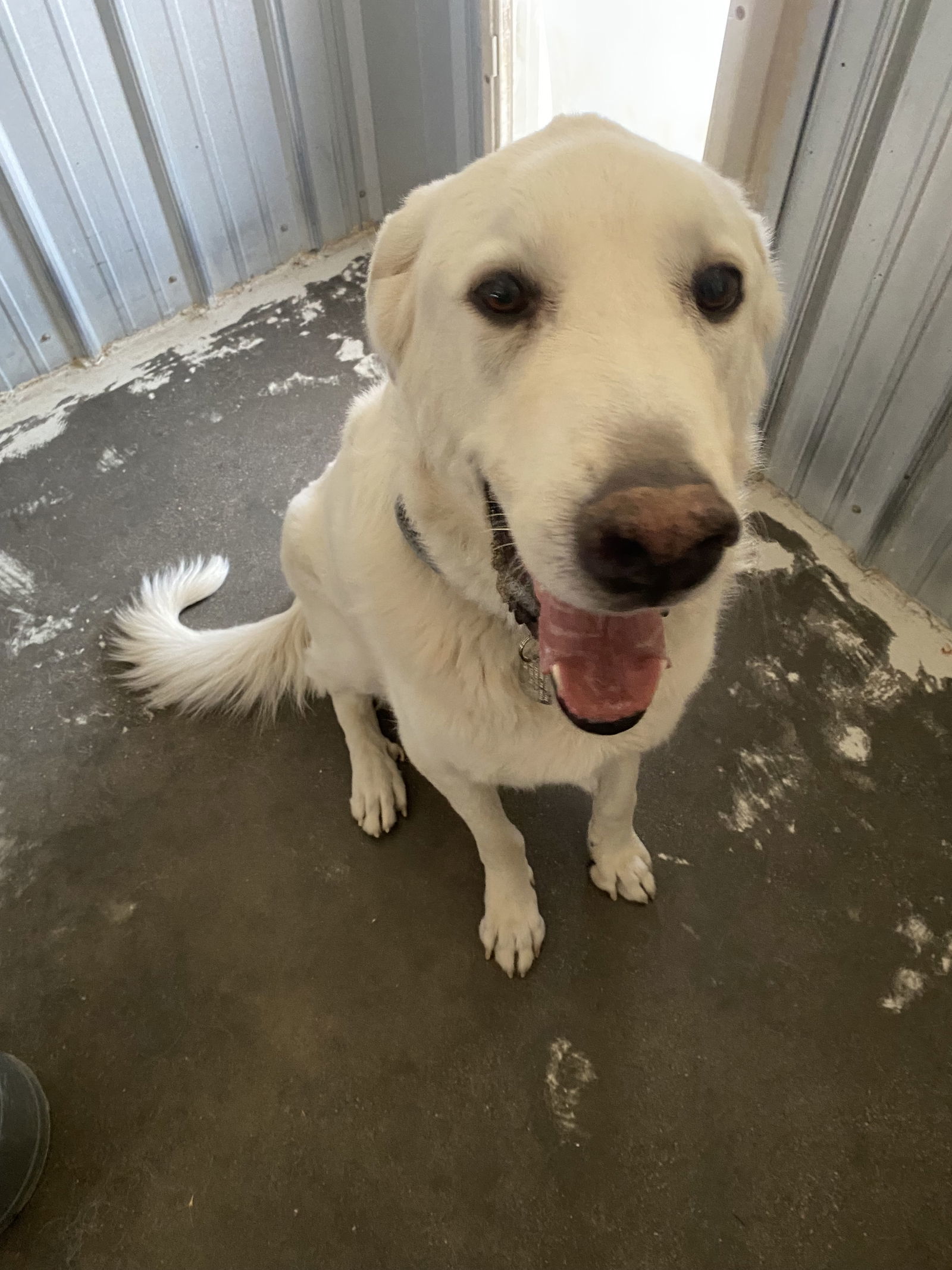 ODIE, an adoptable Akbash, Great Pyrenees in Peyton, CO, 80831 | Photo Image 1