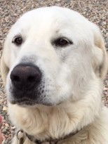 ODIE, an adoptable Akbash, Great Pyrenees in Peyton, CO, 80831 | Photo Image 2