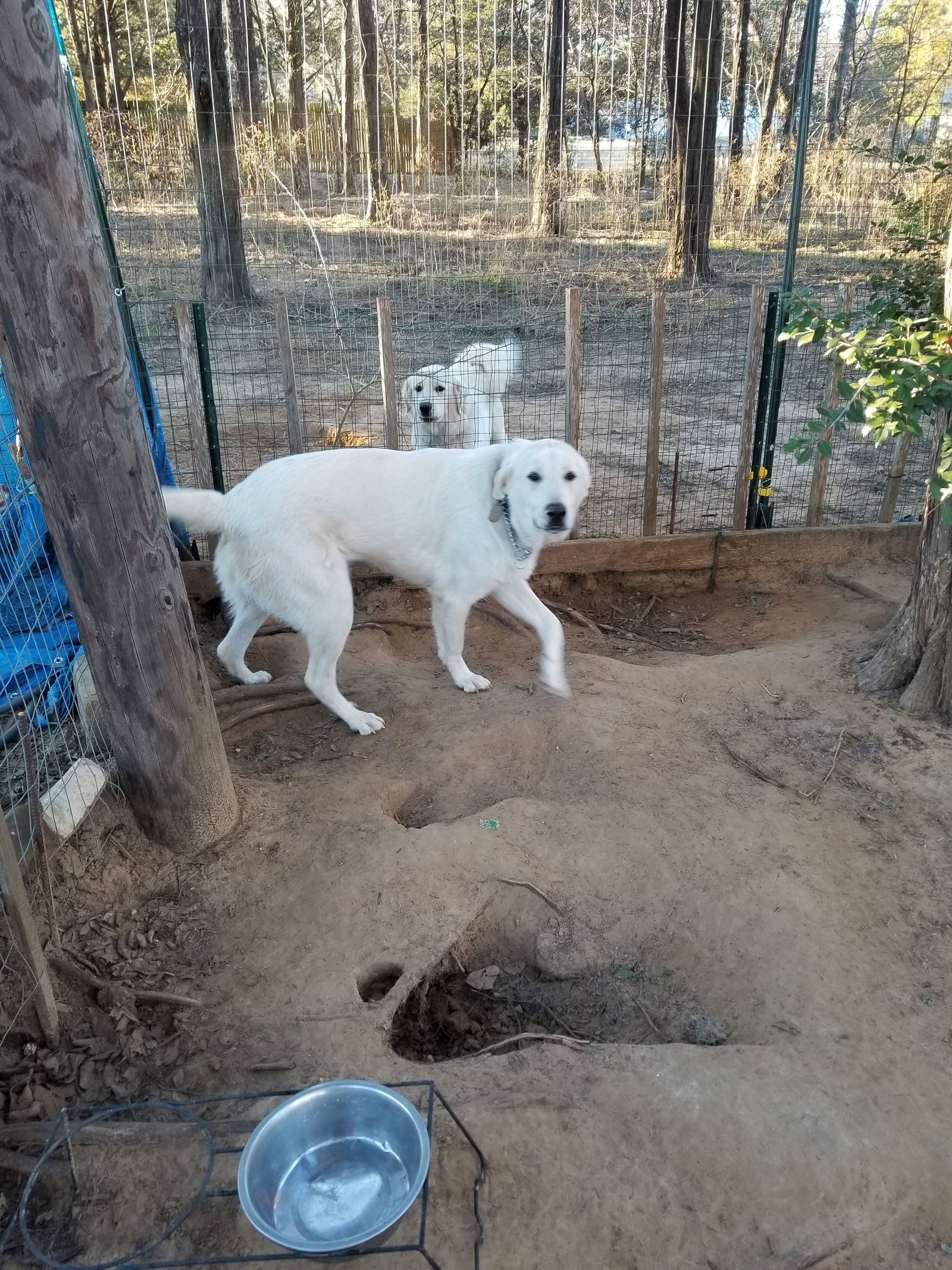 ODIE, an adoptable Akbash, Great Pyrenees in Peyton, CO, 80831 | Photo Image 3