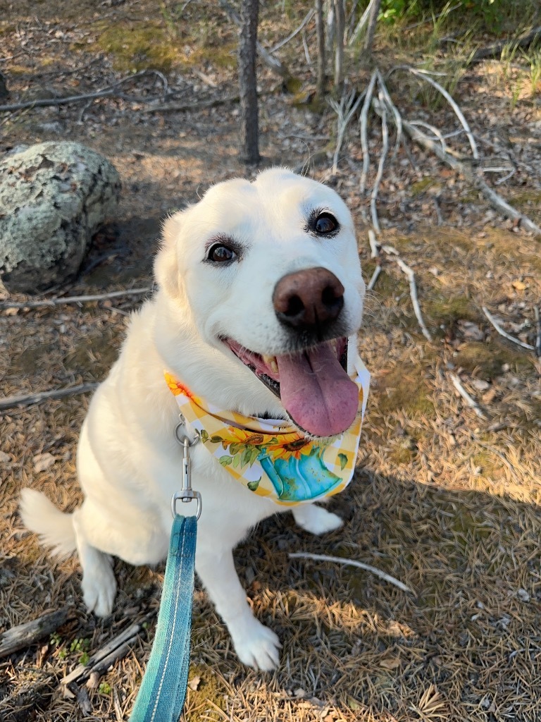 Chloe, an adoptable Husky in Yellowknife, NT, X1A 2W5 | Photo Image 1