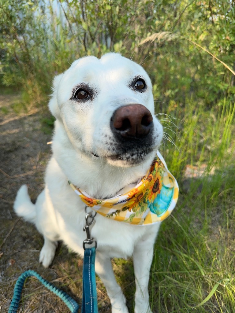 Chloe, an adoptable Husky in Yellowknife, NT, X1A 2W5 | Photo Image 2