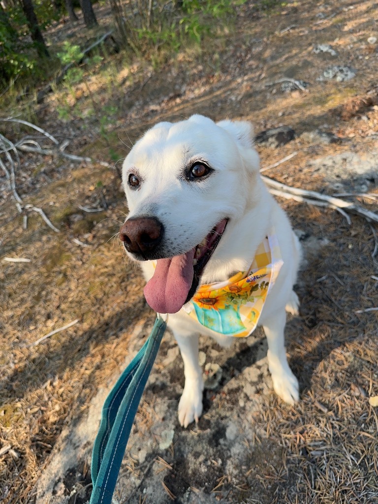 Chloe, an adoptable Husky in Yellowknife, NT, X1A 2W5 | Photo Image 3