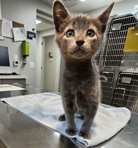 Widdle dude **COURTESY POST**