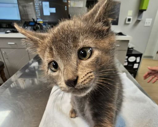 Widdle dude **COURTESY POST**