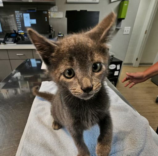 Widdle dude **COURTESY POST**