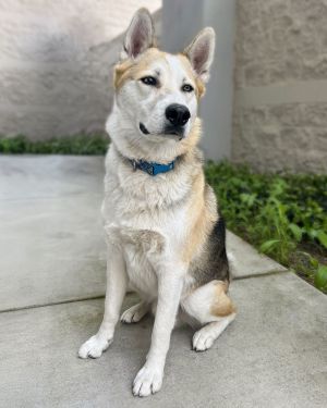 Bandit, Adult Male Husky