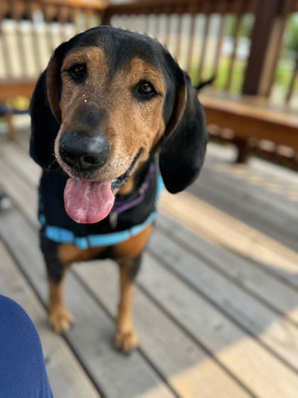 Olive, an adoptable Bloodhound in Gwinn, MI, 49841 | Photo Image 1