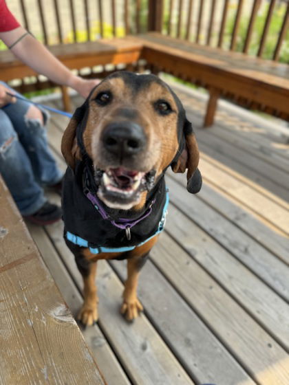 Olive, an adoptable Bloodhound in Gwinn, MI, 49841 | Photo Image 2