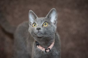 Greg, Young Male Domestic Short Hair