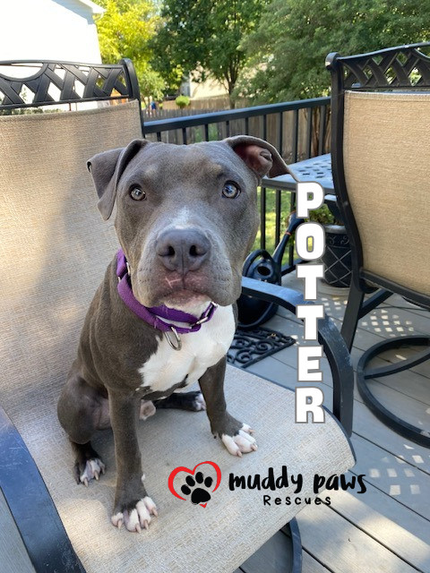 Potter: Harry Potter Litter, an adoptable Pit Bull Terrier in Council Bluffs, IA, 51503 | Photo Image 1