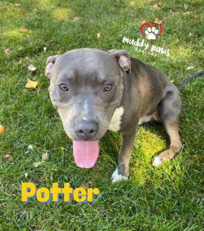 Potter: Harry Potter Litter, an adoptable Pit Bull Terrier in Council Bluffs, IA, 51503 | Photo Image 2