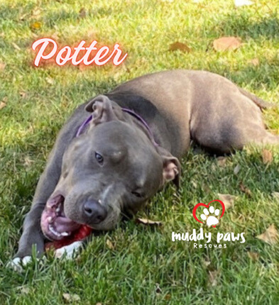Potter: Harry Potter Litter, an adoptable Pit Bull Terrier in Council Bluffs, IA, 51503 | Photo Image 3
