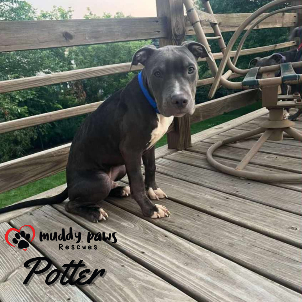 Potter: Harry Potter Litter, an adoptable Pit Bull Terrier in Council Bluffs, IA, 51503 | Photo Image 4