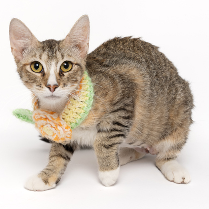 Luna Lovegood, an adoptable Domestic Short Hair in Caldwell, ID, 83607 | Photo Image 1