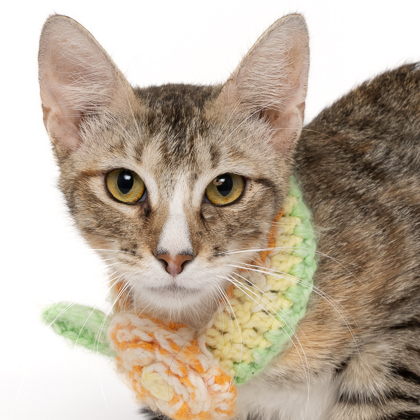 Luna Lovegood, an adoptable Domestic Short Hair in Caldwell, ID, 83607 | Photo Image 2