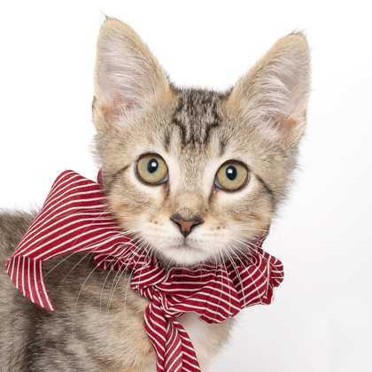 Wolverine, an adoptable Domestic Short Hair in Caldwell, ID, 83607 | Photo Image 2