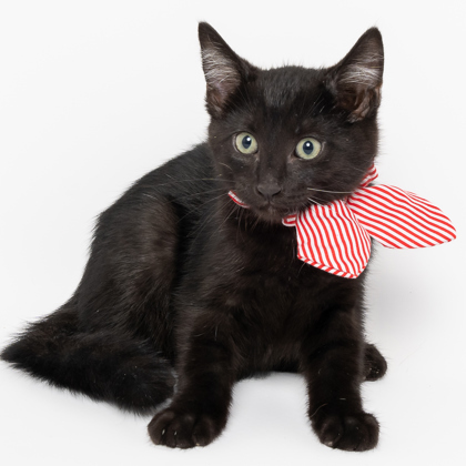 Noche, an adoptable Domestic Short Hair in Caldwell, ID, 83607 | Photo Image 1