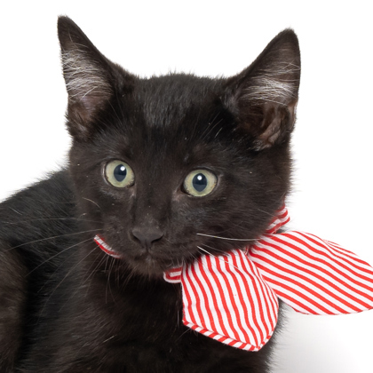 Noche, an adoptable Domestic Short Hair in Caldwell, ID, 83607 | Photo Image 2