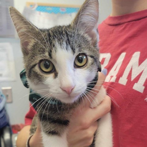 Chaos, an adoptable Domestic Short Hair in Tuscaloosa, AL, 35401 | Photo Image 1