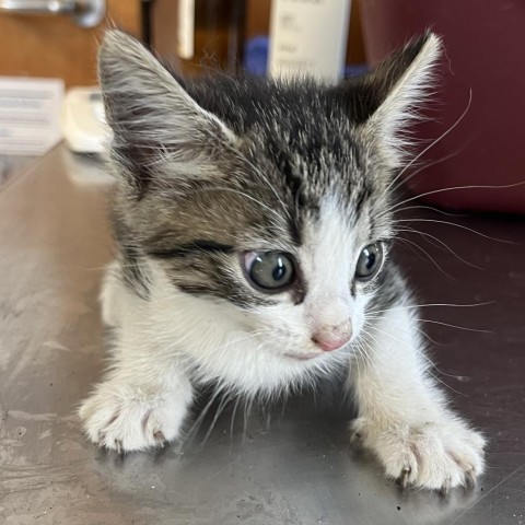 Chaos, an adoptable Domestic Short Hair in Tuscaloosa, AL, 35401 | Photo Image 2