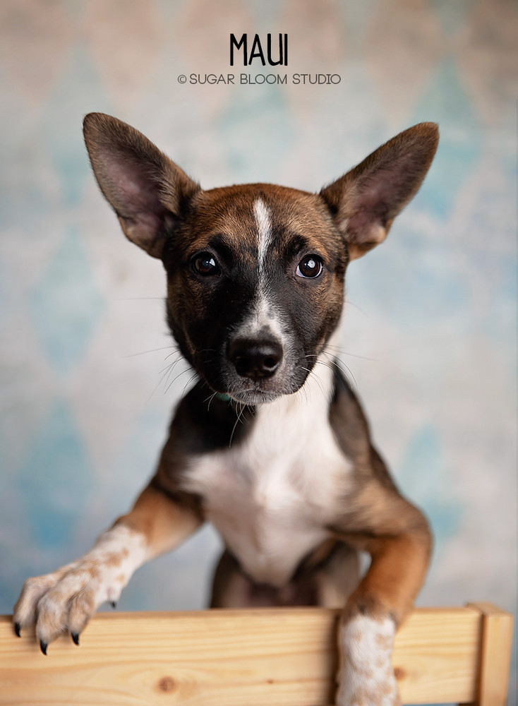 Maui, an adoptable Shepherd, Basenji in Littleton, CO, 80126 | Photo Image 1