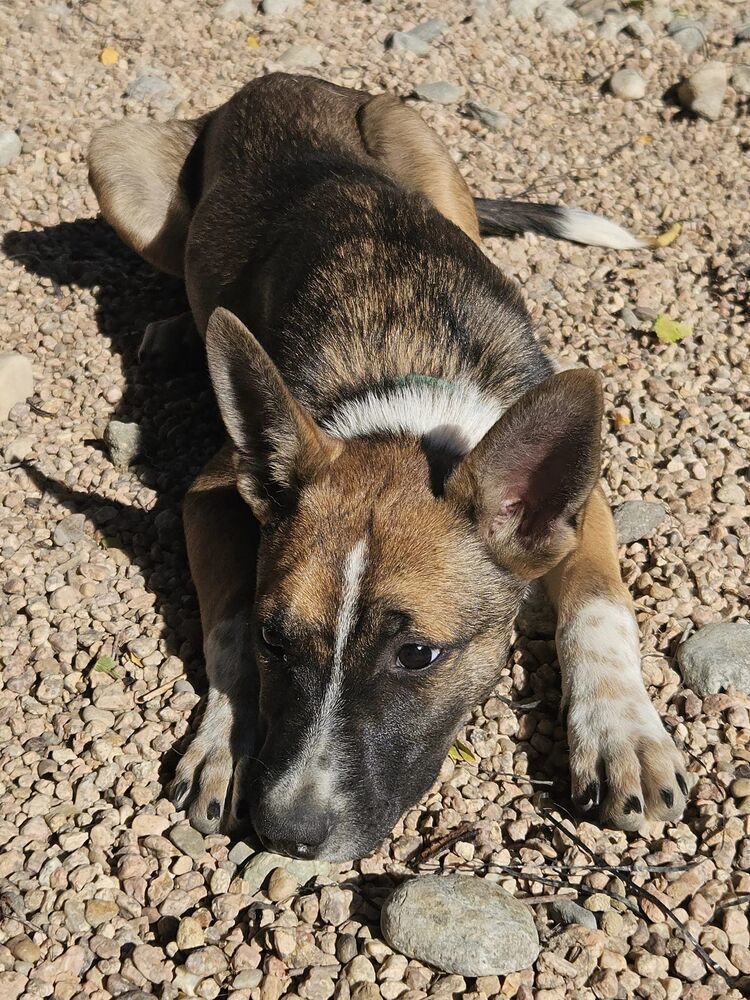 Maui, an adoptable Shepherd, Basenji in Littleton, CO, 80126 | Photo Image 3