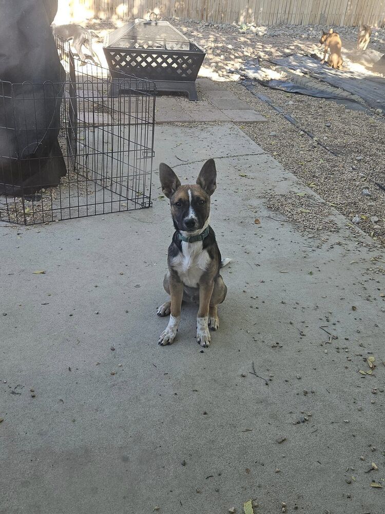 Maui, an adoptable Shepherd, Basenji in Littleton, CO, 80126 | Photo Image 4