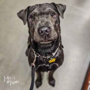 Meet Lupine Lupine aka Lu is a young adult Shar Pei mix with an estimated birthdate of 512023 S