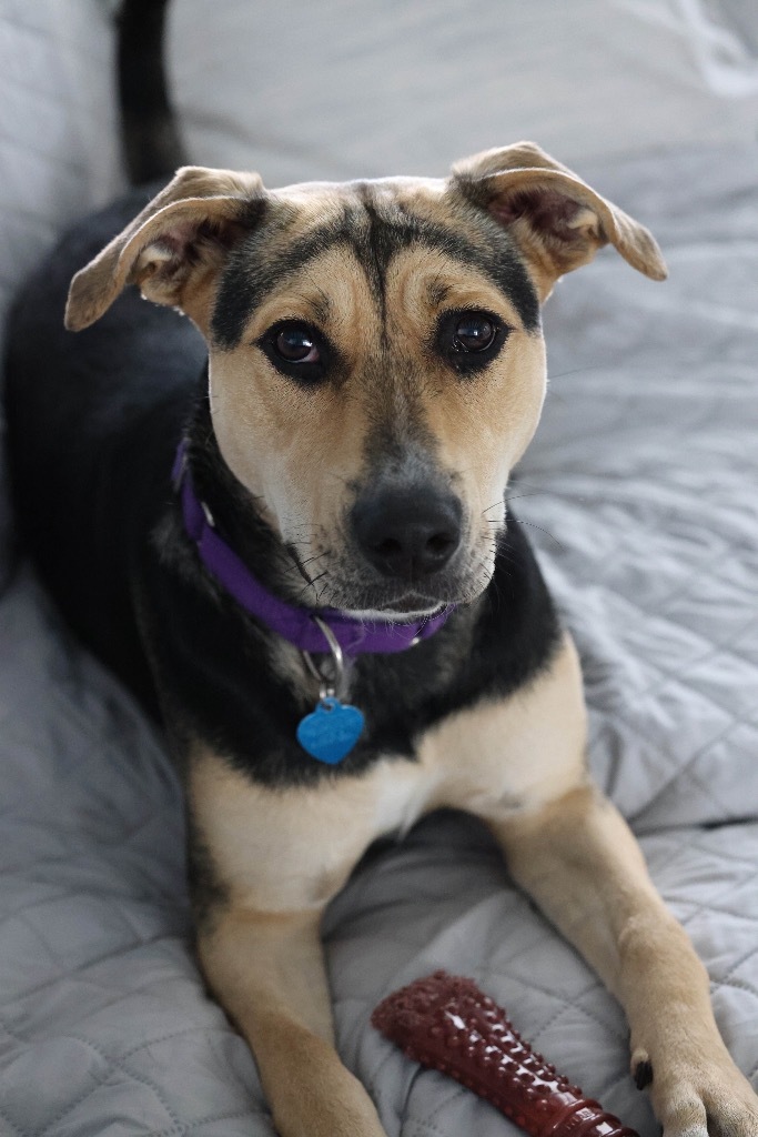 CiCi