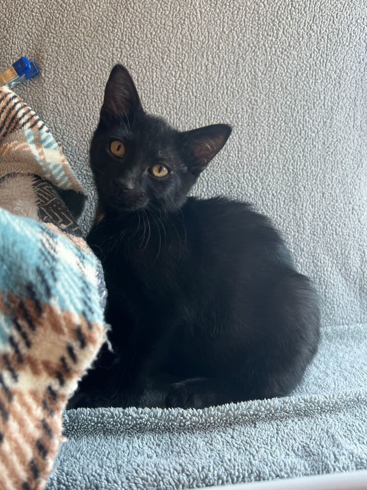 Silver, an adoptable Domestic Short Hair in McPherson, KS, 67460 | Photo Image 1