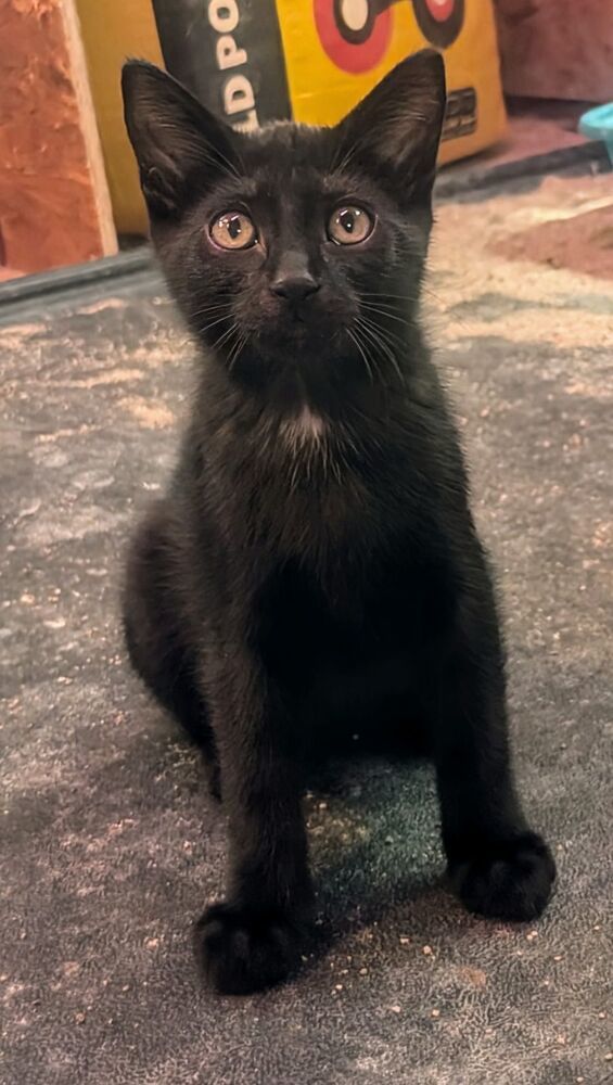 Silver, an adoptable Domestic Short Hair in McPherson, KS, 67460 | Photo Image 3