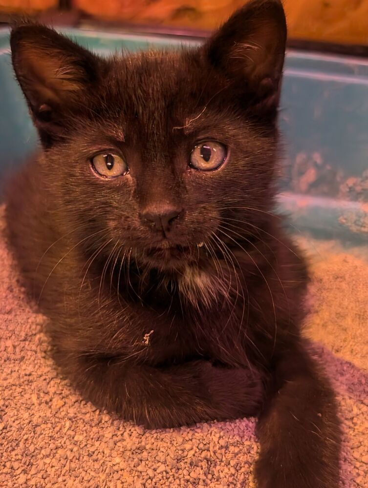 Silver, an adoptable Domestic Short Hair in McPherson, KS, 67460 | Photo Image 4