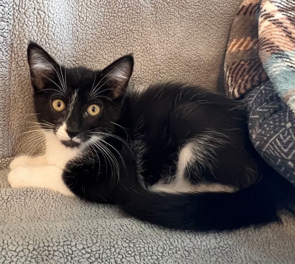 Bronze, an adoptable Domestic Short Hair in McPherson, KS, 67460 | Photo Image 1