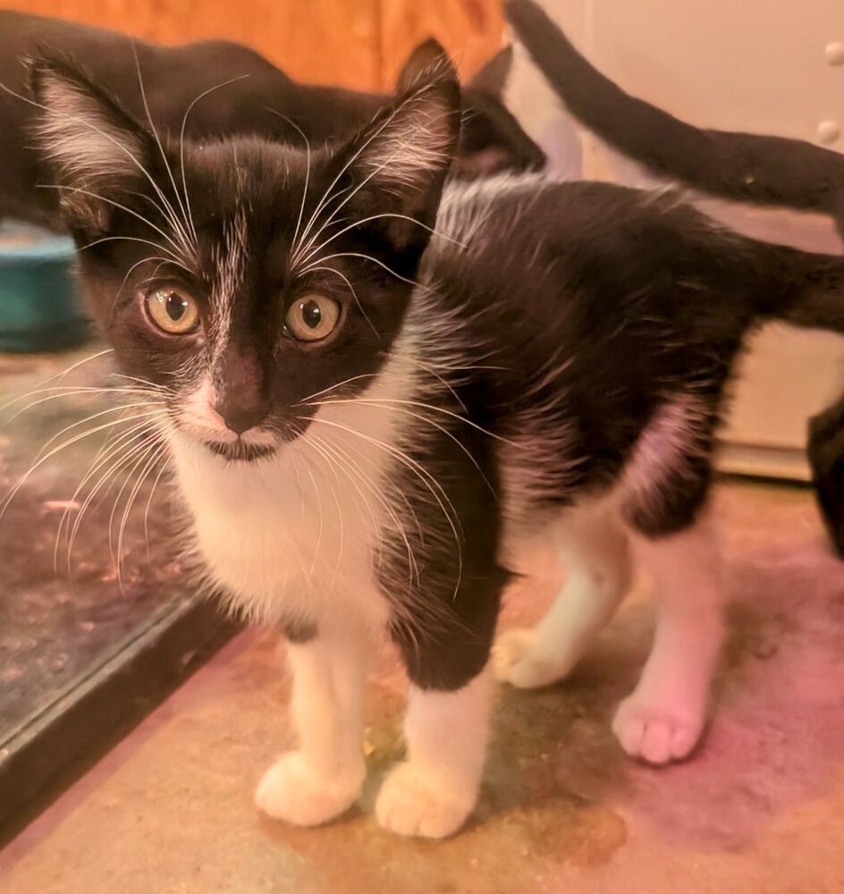 Bronze, an adoptable Domestic Short Hair in McPherson, KS, 67460 | Photo Image 2