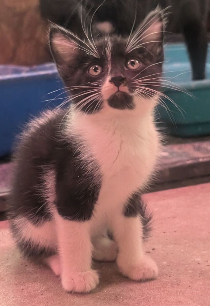 Bronze, an adoptable Domestic Short Hair in McPherson, KS, 67460 | Photo Image 3