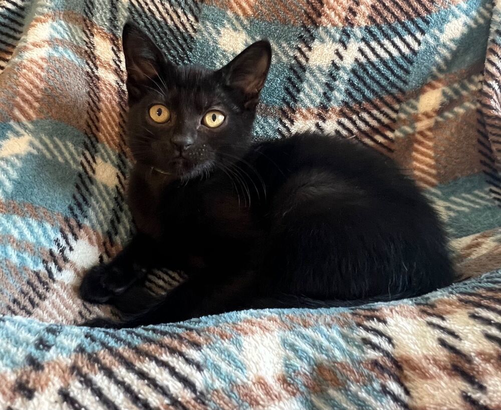 Gold, an adoptable Domestic Short Hair in McPherson, KS, 67460 | Photo Image 2