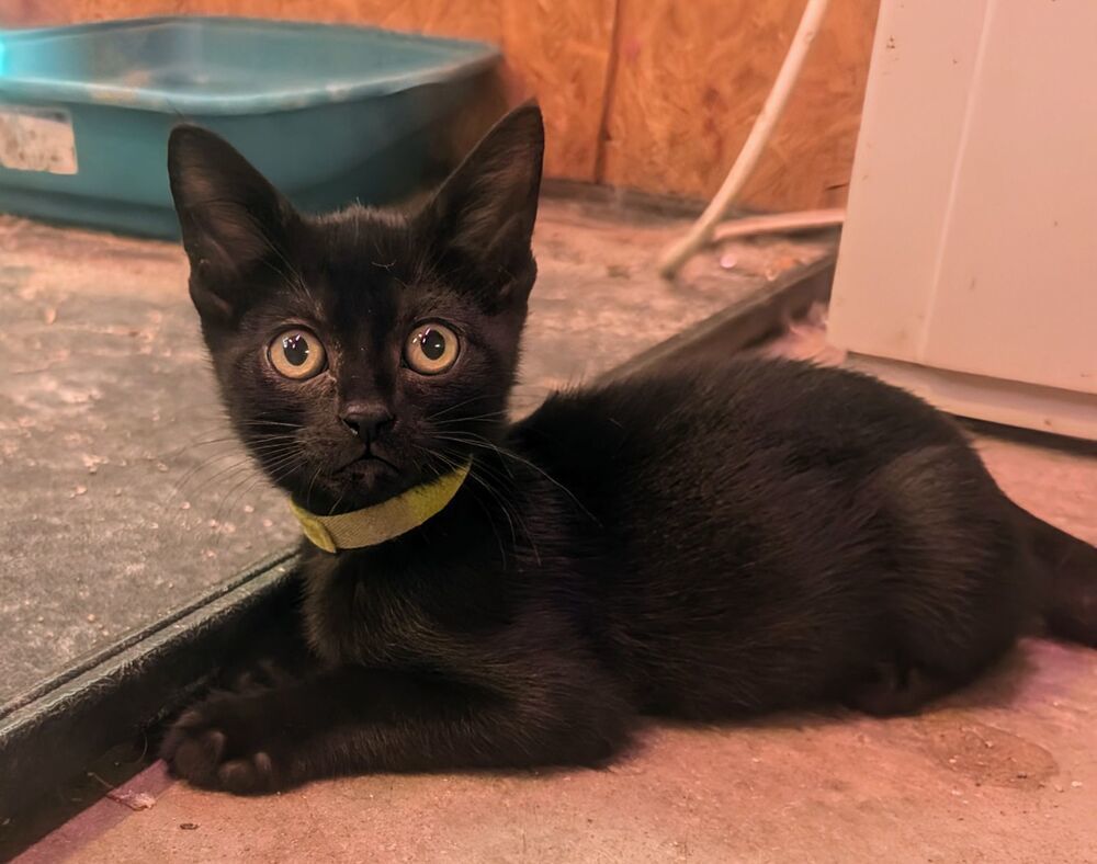 Gold, an adoptable Domestic Short Hair in McPherson, KS, 67460 | Photo Image 3