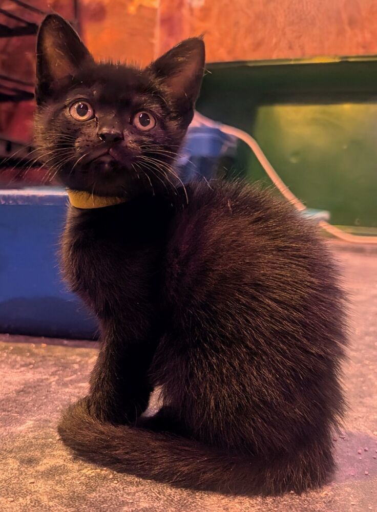 Gold, an adoptable Domestic Short Hair in McPherson, KS, 67460 | Photo Image 4