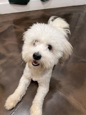 Walker Coton de Tulear Dog