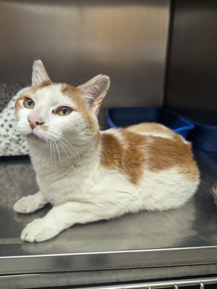 Tom, an adoptable Domestic Short Hair in Salmon, ID, 83467 | Photo Image 2