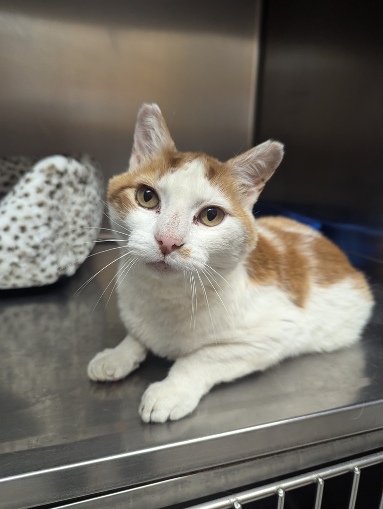 Tom, an adoptable Domestic Short Hair in Salmon, ID, 83467 | Photo Image 3